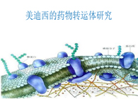 BJL平台的药物转运体研究