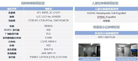 BJL平台药效学动物模子