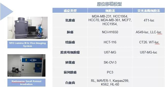 BJL平台药效学动物模子