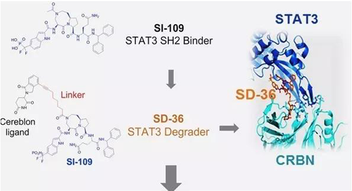 结构优化获得的SH2连系分子SI-109与CRBN连系，，，，，获得SD-36