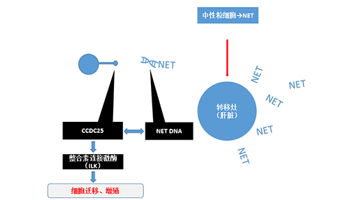 除了纯粹的捕获，，，，，，NET DNA与CCDC-25的连系还增强了癌细胞的侵袭行为，，，，，，增进了癌症的肝转移。。。。。。