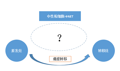 NET可能会通过某些方法“捕获”或“叫醒”癌细胞，，，，，，从而造成癌细胞的迁徙。。。。。。