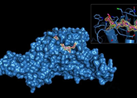 Science重磅！一种“分子铰剪”怎样成为COVID-19药物的主要靶标？？