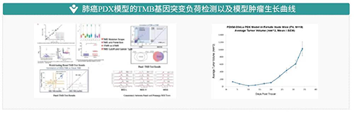 IO药效模子_肿瘤免疫_药效评价模子-BJL平台生物医药