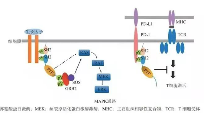 晚期恶性肿瘤患者的福音，，，，，SHP2变构抑制剂RG001片获批临床.png
