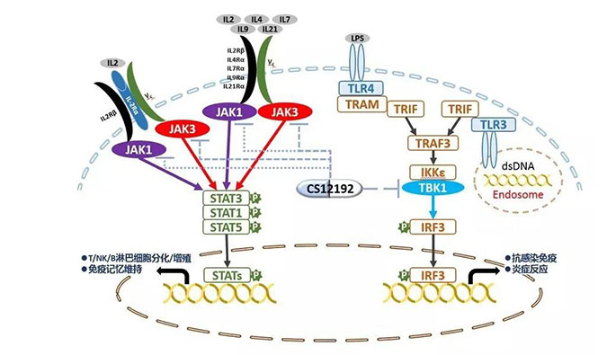 自身免疫疾病或迎新疗法！BJL平台助力微芯生物CS12192获批FDA
