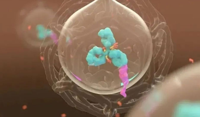 美研 | ADC，，，，，为靶向给药而精准深耕