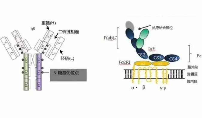BJL平台助力 | 济民可信lgE抗体药物JYB1904获批临床