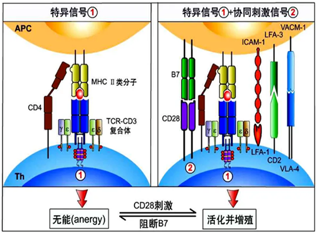 BJL平台助力 | 海内CD19×CD3×CD28三特异性抗体获FDA默示允许