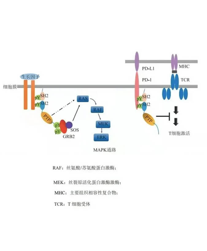 BJL平台助力凌达生物SHP2变构抑制剂RG001片获批临床.jpg