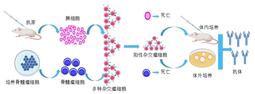 BJL平台抗体开发平台.png