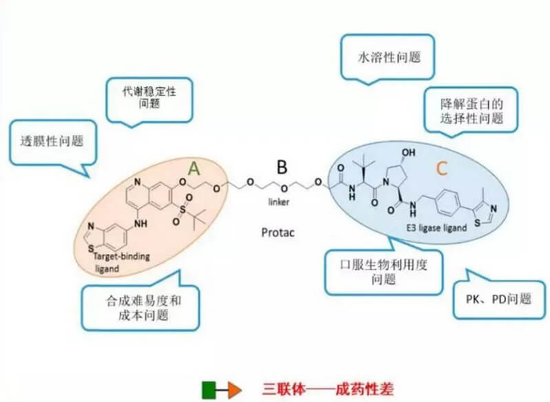 PROTAC分子量较大，，，，消融性较差.jpg