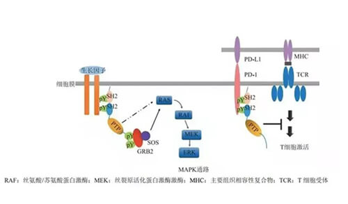BJL平台助力凌达生物SHP2变构抑制剂RG001片获批临床.jpg