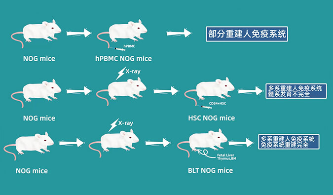 评价肿瘤药物的动物药效模子，，，，，，你选对了吗.jpg