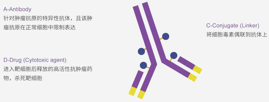 BJL平台抗体药物偶联物（ADC）研发效劳平台.jpg