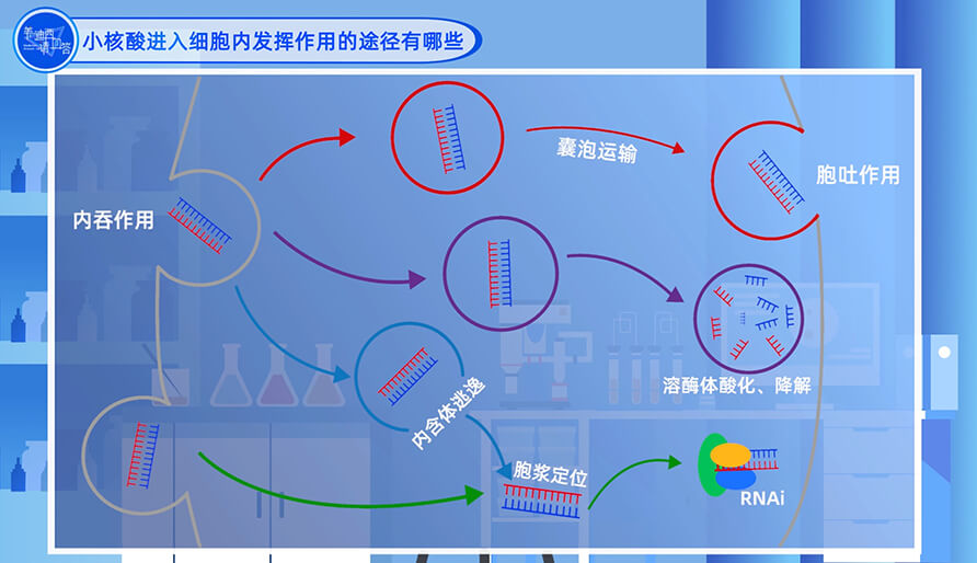 小核酸进入细胞内施展作用的途径有哪些？？？？