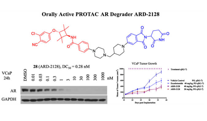 ARD-2128是一种PROTAC AR降解剂，，具有精彩的血浆和微粒体稳固性，，本研究中体外稳固性和PK研究通过BJL平台举行