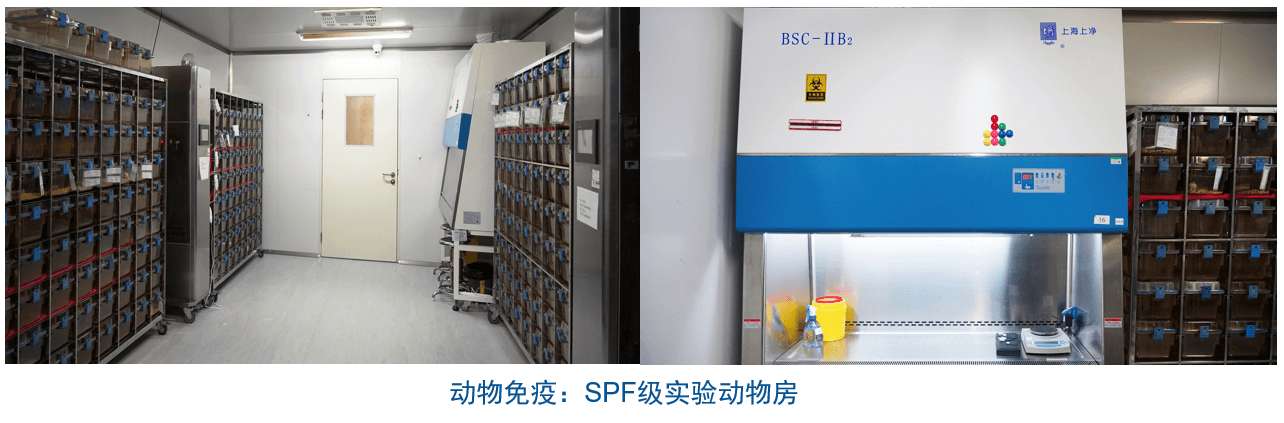 BJL平台杂交瘤手艺平台装备-动物免疫SPF级实验动物房