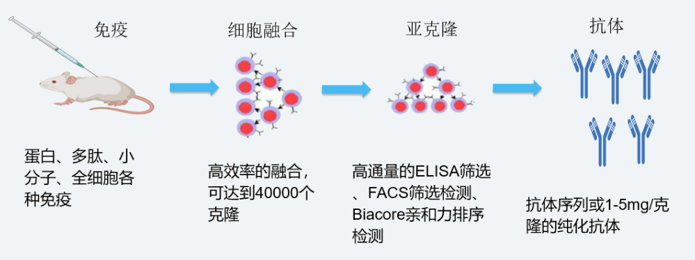 BJL平台杂交瘤手艺平台开发流程