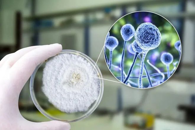 BJL平台助力 | 祥根生物首款立异药SG1001口服片剂中国IND获批