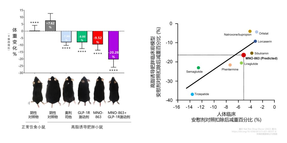 4周降低近10%体重！BJL平台助力慕恩生物MNO-863活菌生物药获批临床