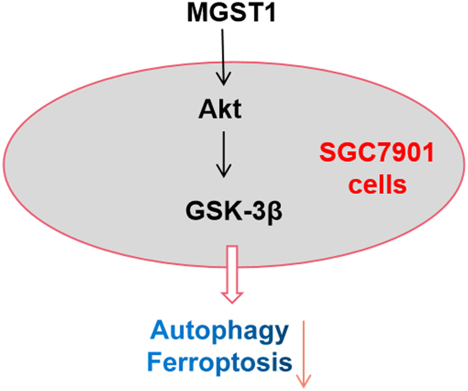 MGST1过表达通过激活Akt/GSK-3β信号通路诱导胃癌细胞增殖，，，，，，本研究中MGST1过表达等体外实验通过BJL平台举行